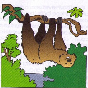 sloth