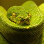 Snakes_Pictures_1