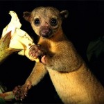 kinkajou