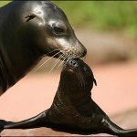 sea-lion4